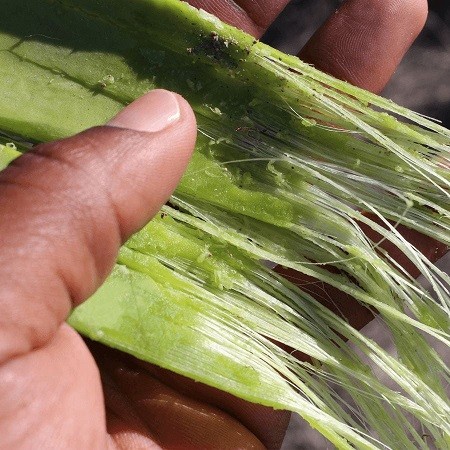 Aloe fiber
