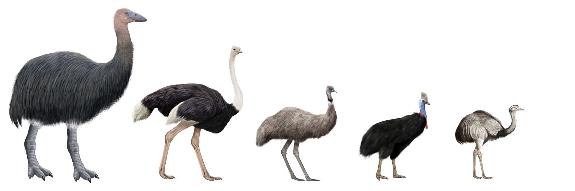 Avian Megafauna Extinctions