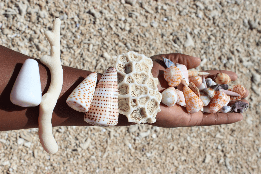 Indopacific shells found on a beach in Velondriake