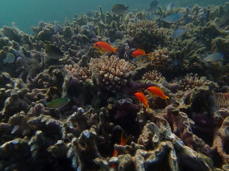 Underwater photo of the corals in the Indopacific ocean