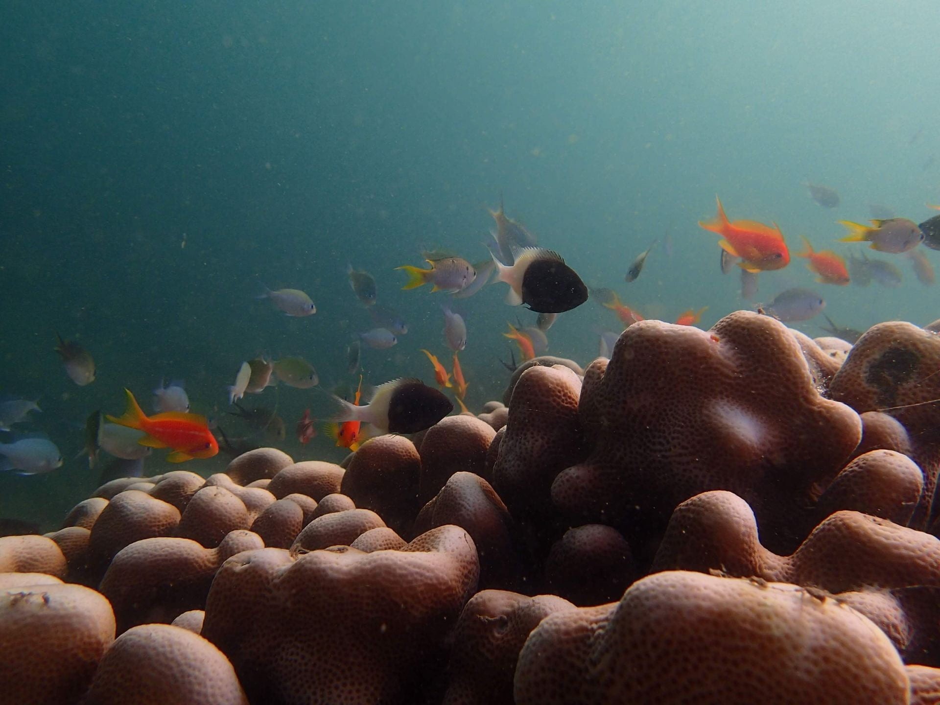 Underwater photo of the corals in the Indopacific ocean