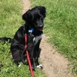 Cooper