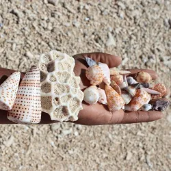 Hand with palm up holding seashells