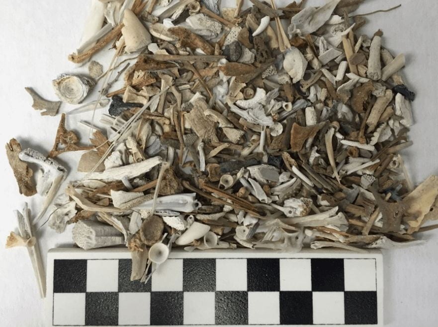 Building Comparative Faunal Collections for Human-Environment Research