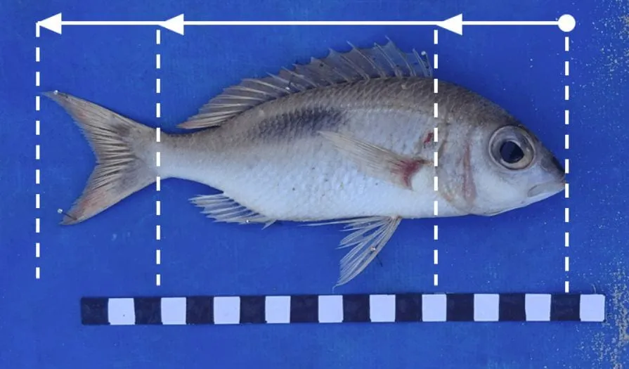 Building Comparative Faunal Collections for Human-Environment Research