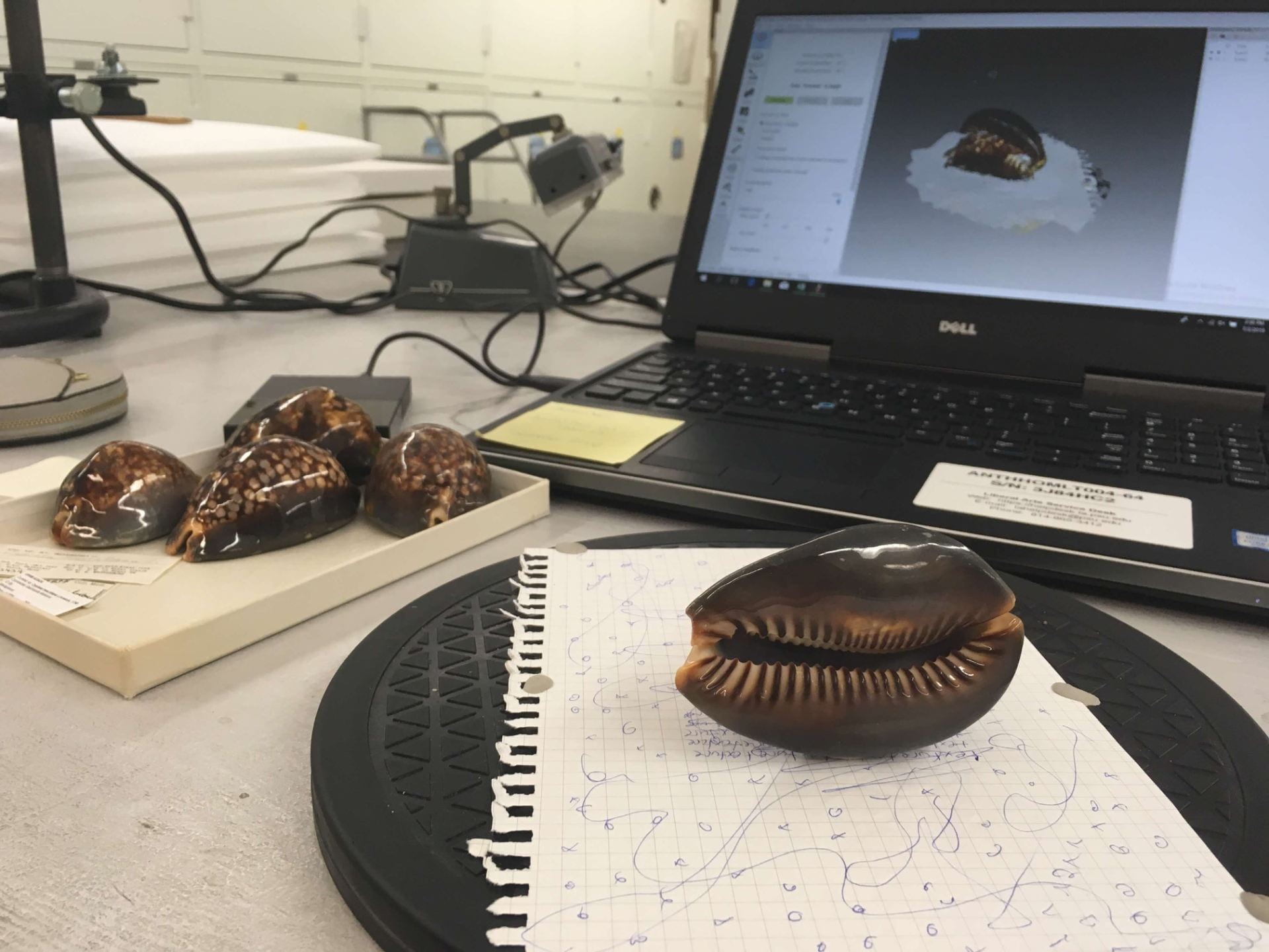 Building Comparative Faunal Collections for Human-Environment Research