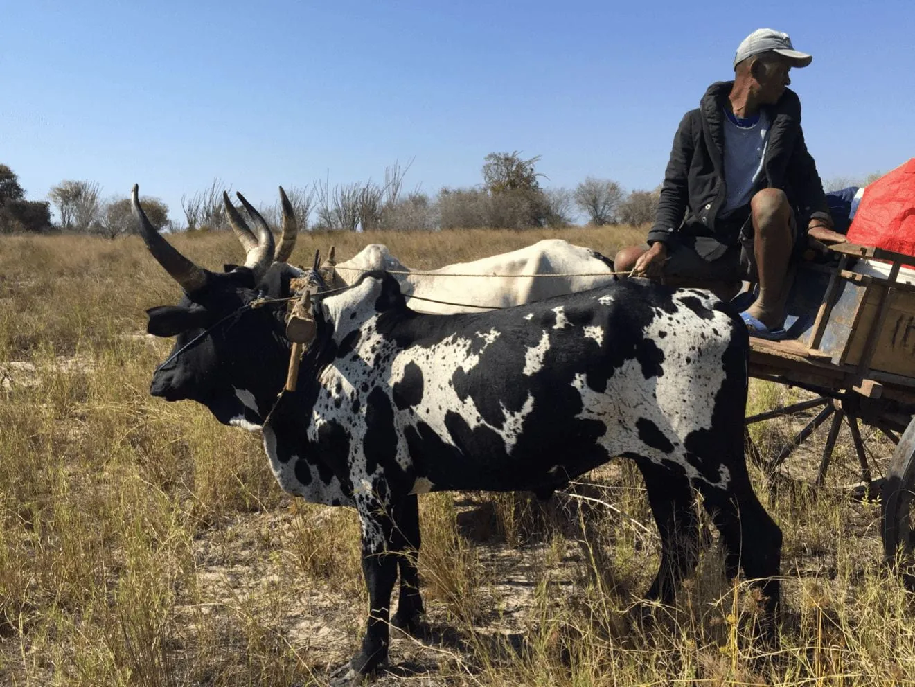 Legacy of Pastoralist Niche Construction