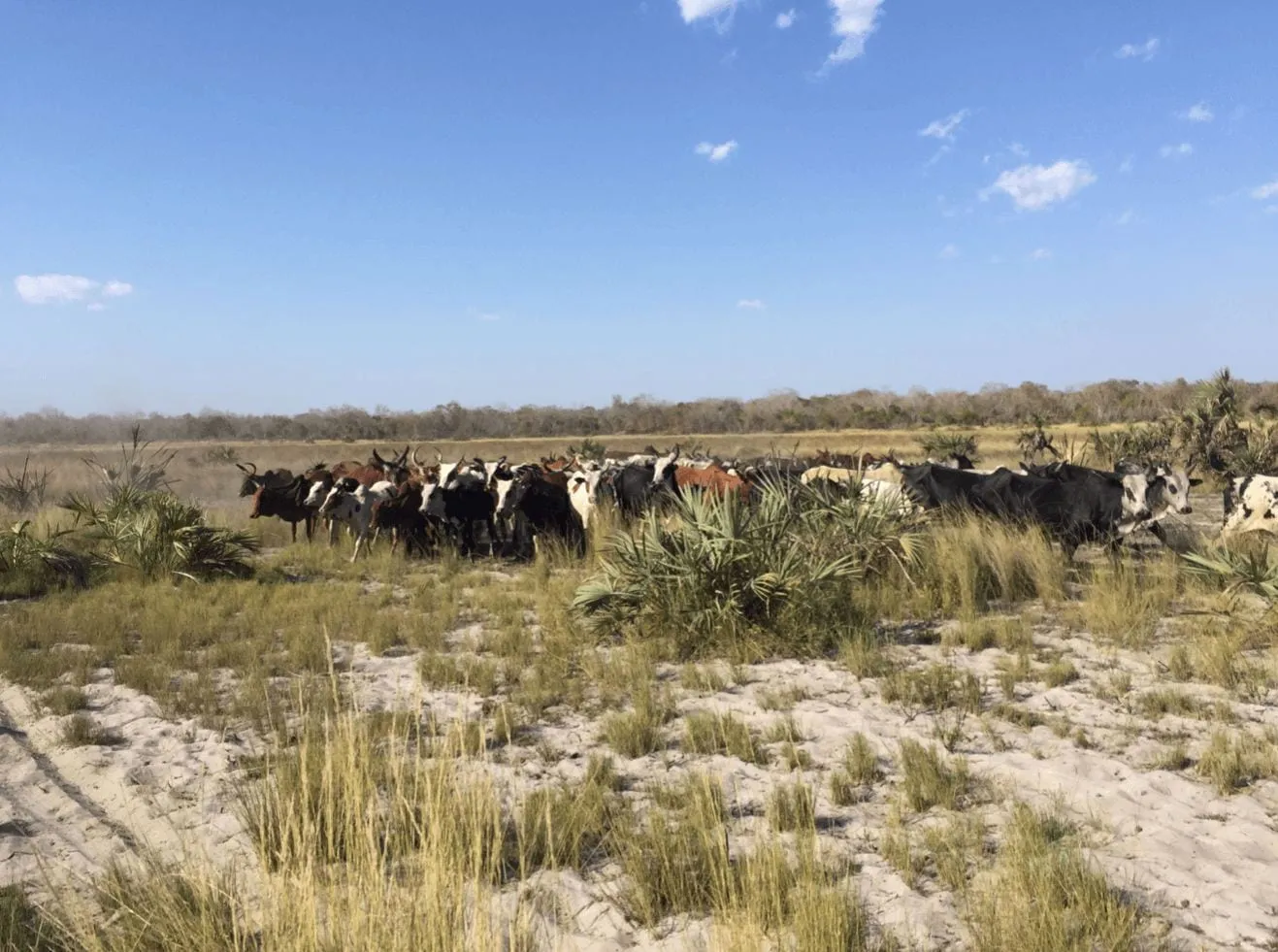 Legacy of Pastoralist Niche Construction