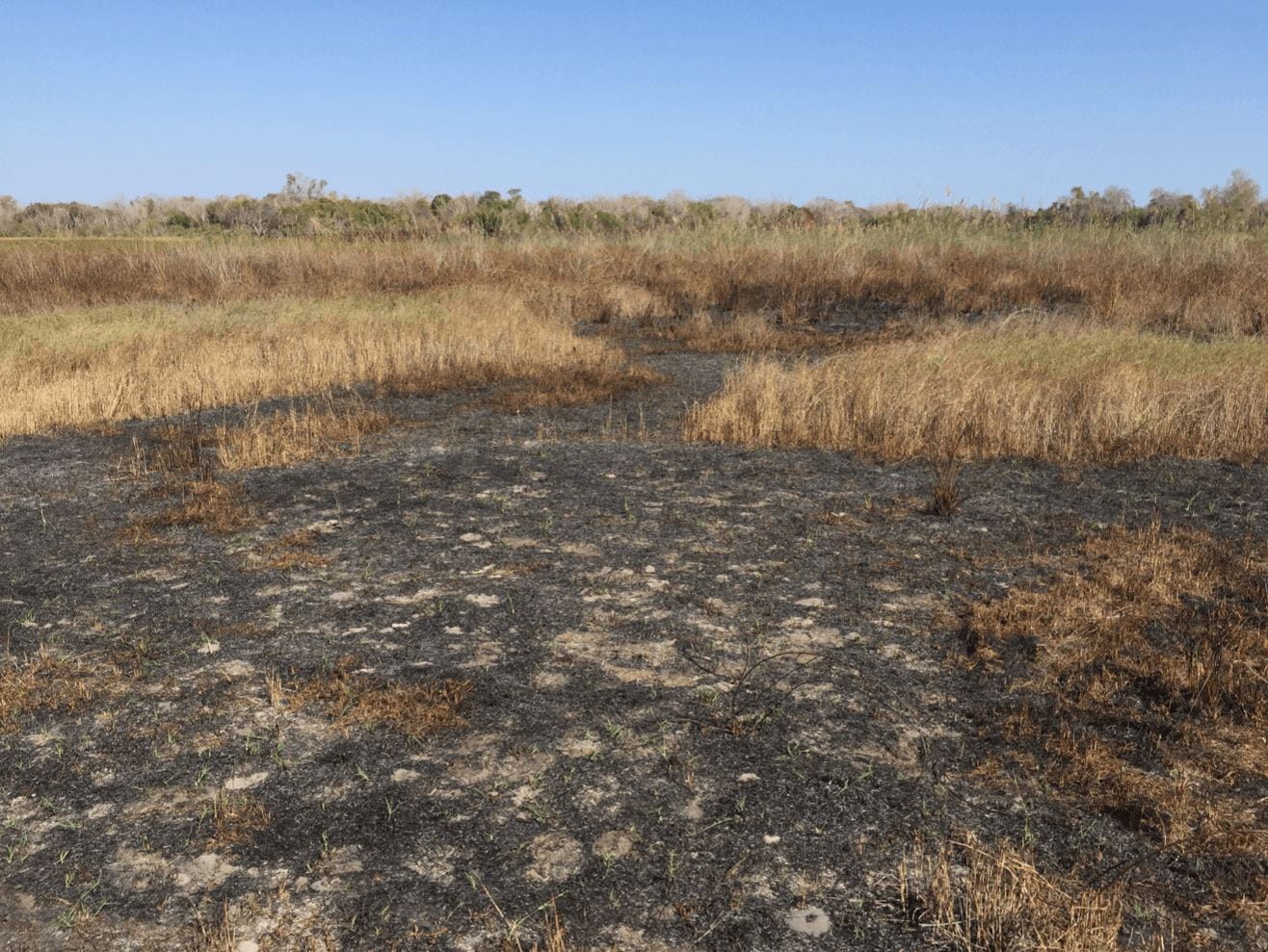 Reconstructing the Holocene Savannas of Madagascar