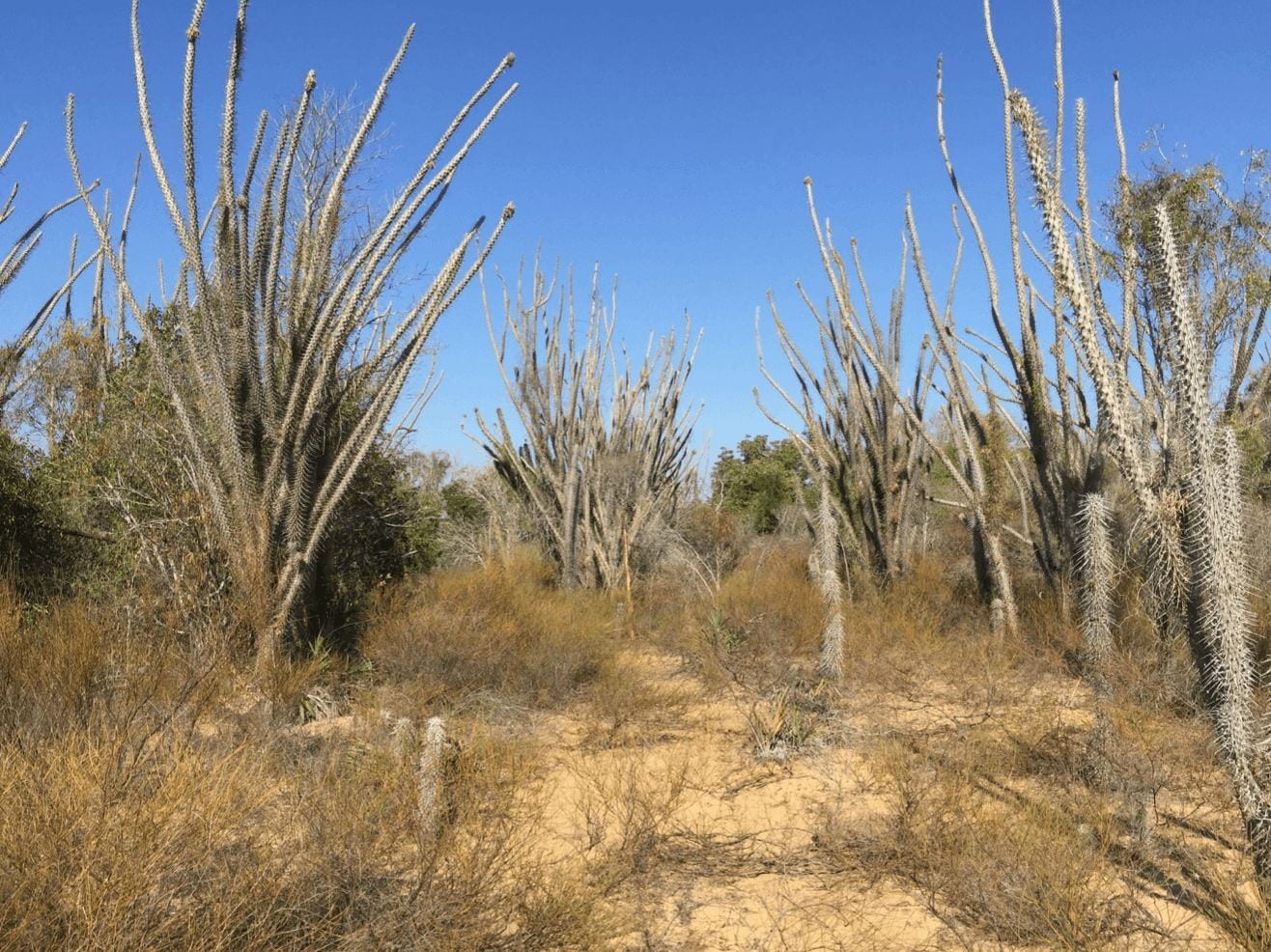 Reconstructing the Holocene Savannas of Madagascar