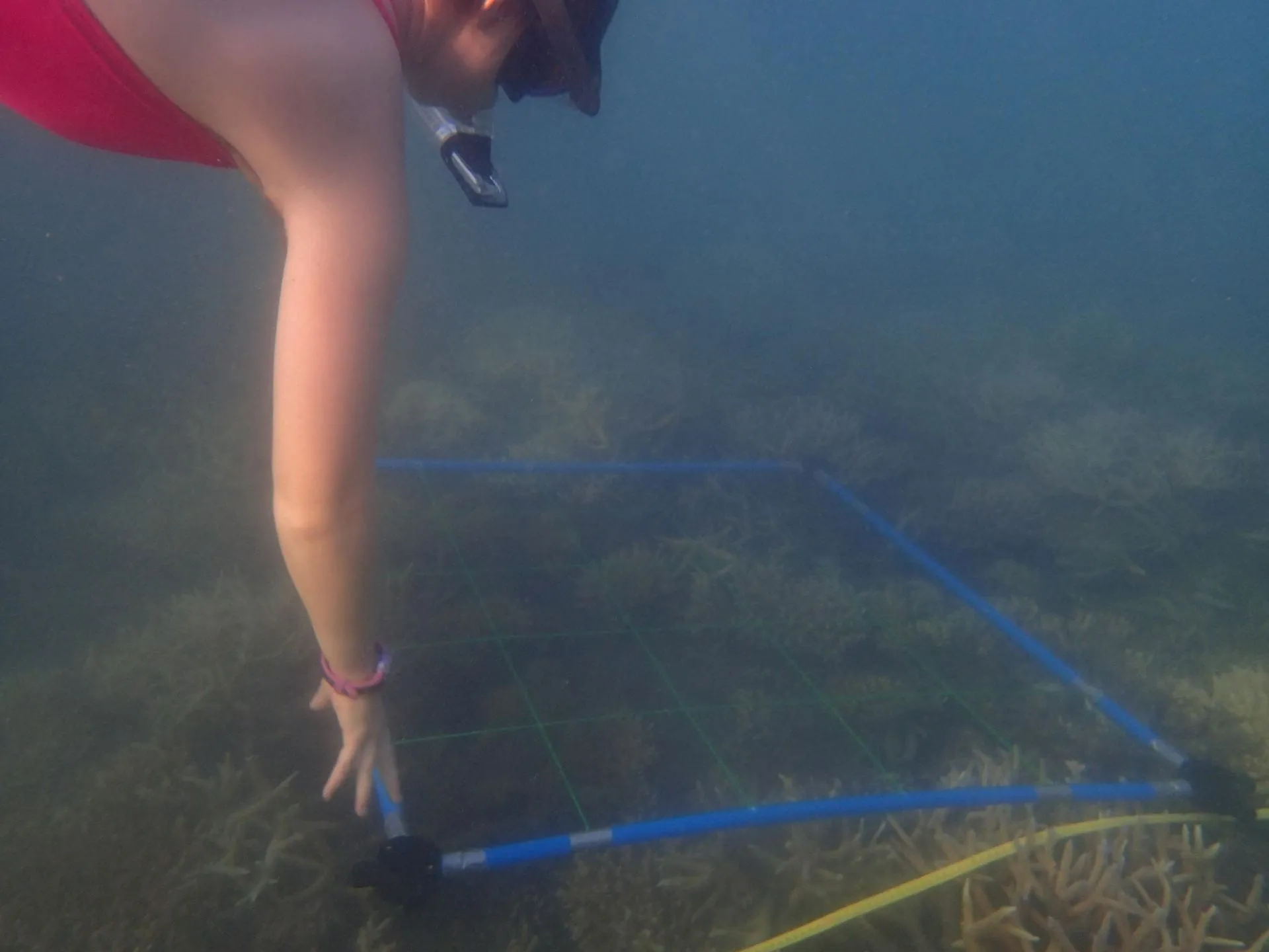 PhD student diving to examine the corals
