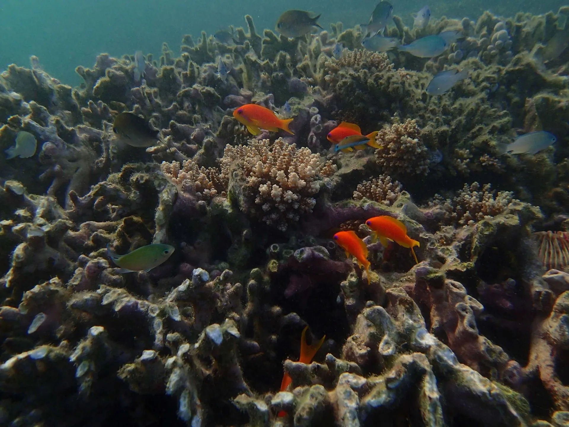 Close-up of the corals
