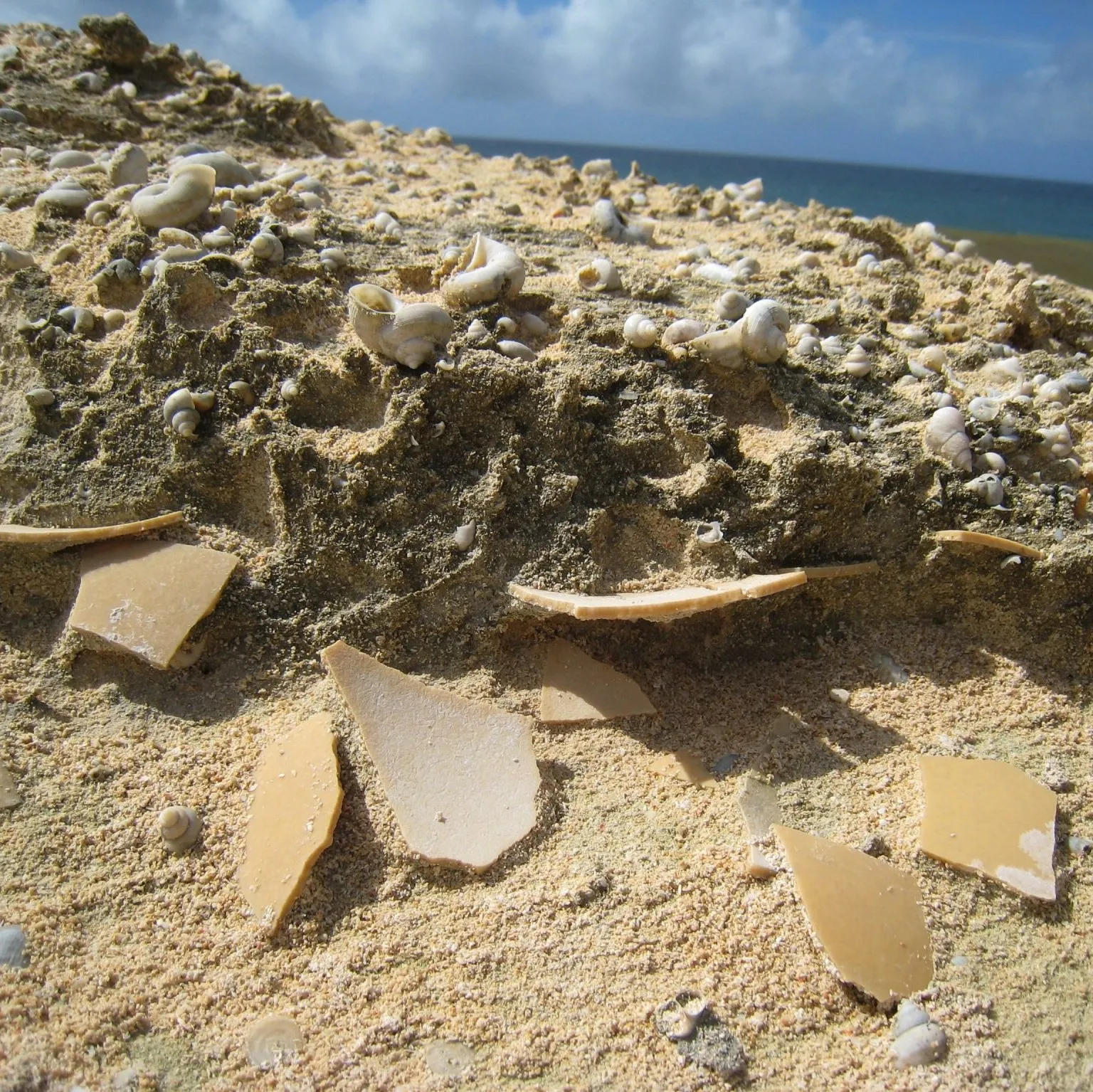 Elephant Bird Eggshells